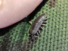 Porcellio herminiensis