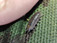 Porcellio herminiensis