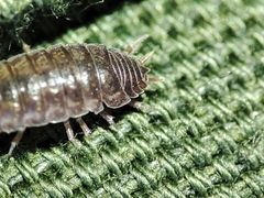 Porcellio herminiensis