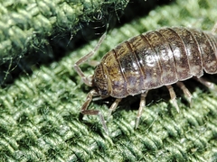 Porcellio herminiensis
