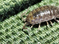 Porcellio herminiensis