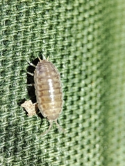 Porcellio herminiensis
