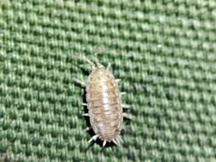 Porcellio herminiensis