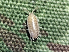 Porcellio herminiensis