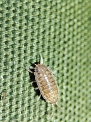 Porcellio herminiensis