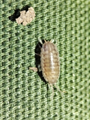 Porcellio herminiensis