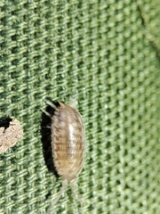 Porcellio herminiensis