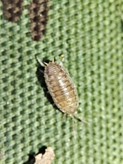 Porcellio herminiensis