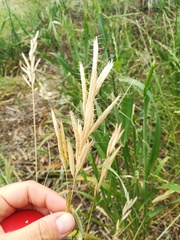 Bromus lanceolatus