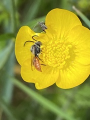 Nomada fabriciana