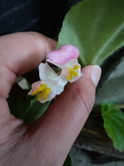 Begonia cucullata