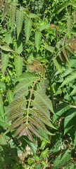 Ailanthus altissima