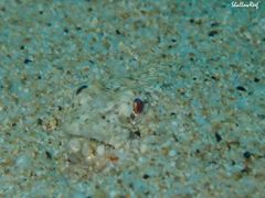 Synodus dermatogenys