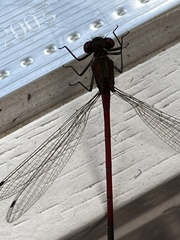 Pyrrhosoma