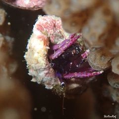 Calcinus haigae