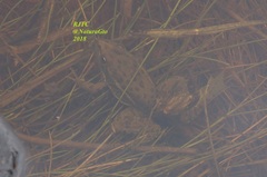 Lithobates montezumae