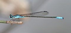 Acanthagrion quadratum
