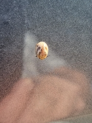 Paropsisterna semifumata