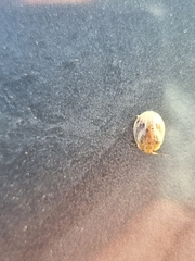 Paropsisterna semifumata