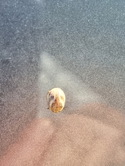 Paropsisterna semifumata