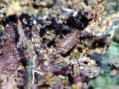 Trichoniscoides