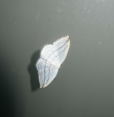 Ditrigona conflexaria