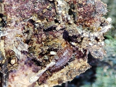 Trichoniscoides