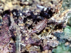 Trichoniscoides