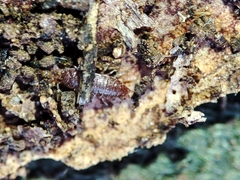Trichoniscoides