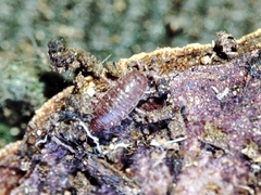 Trichoniscoides