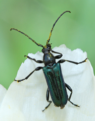 Anoplodera cyanea