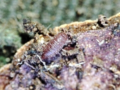 Trichoniscoides