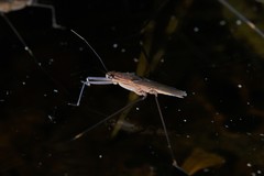 Limnometra cursitans