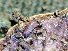 Trichoniscoides