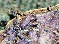 Trichoniscoides