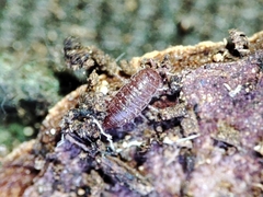 Trichoniscoides