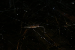 Limnometra cursitans