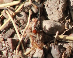 Habronattus forticulus