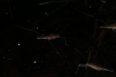 Limnometra cursitans