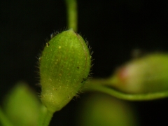 Dichanthelium boreale