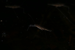 Limnometra cursitans