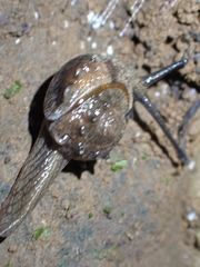 Fastosarion papillosus