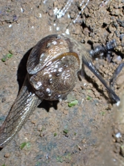 Fastosarion papillosus
