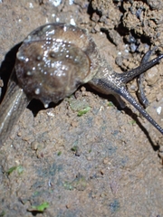 Fastosarion papillosus