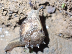 Fastosarion papillosus