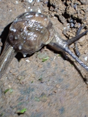 Fastosarion papillosus