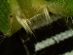 Dichanthelium boreale