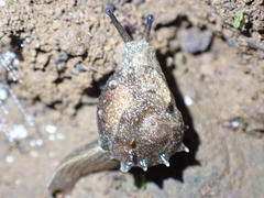 Fastosarion papillosus