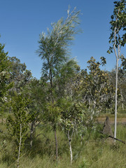 Grevillea pteridifolia