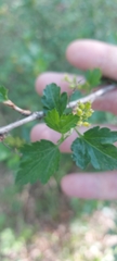 Ribes diacanthum